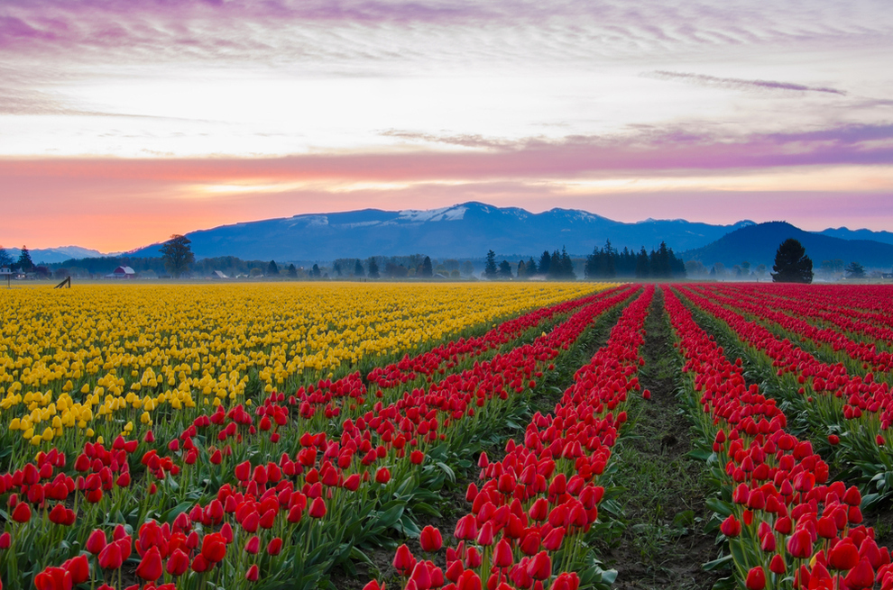 skagit-valley-tulip-fields-washington